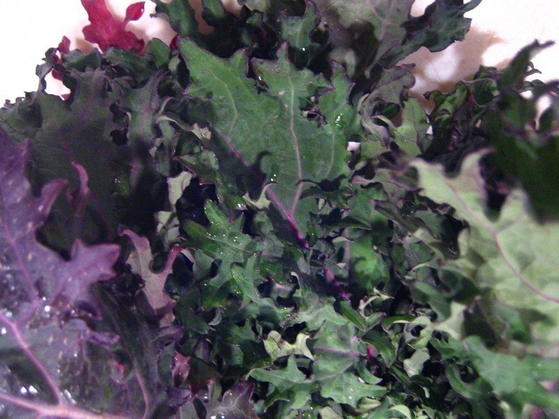When is the best time to plant Red Russian Kale?