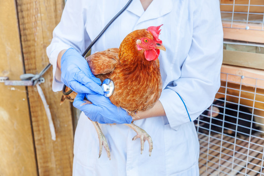What is the Avian Flu?