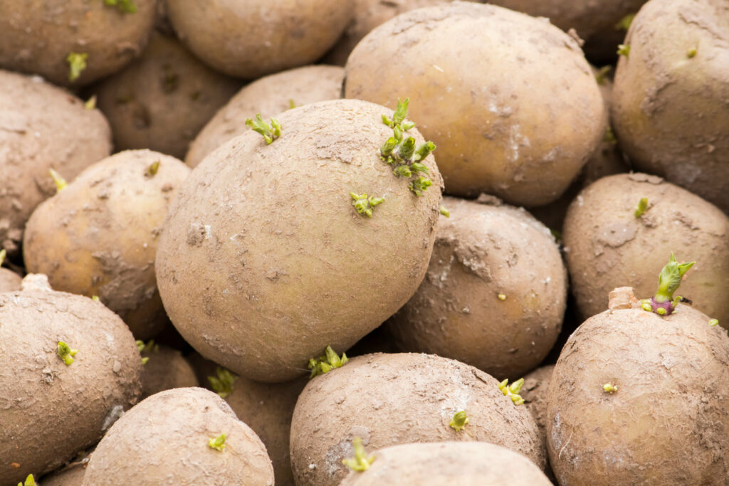 Why use certified seed potatoes? Where to purchase them?