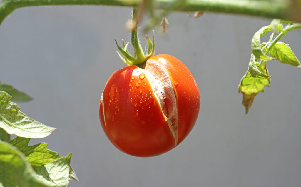 What causes tomatoes to crack?