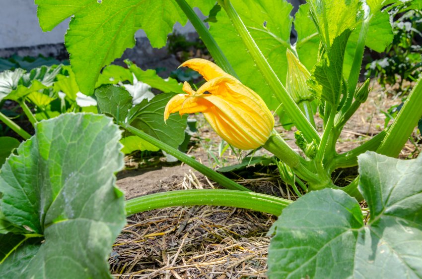 Lots of flowers, but no fruit formation? Pollination Tips in Vegetable Gardening