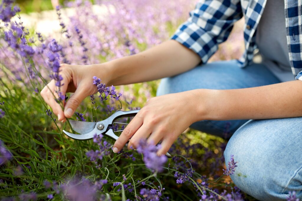 Can you grow Lavender in Alaska?