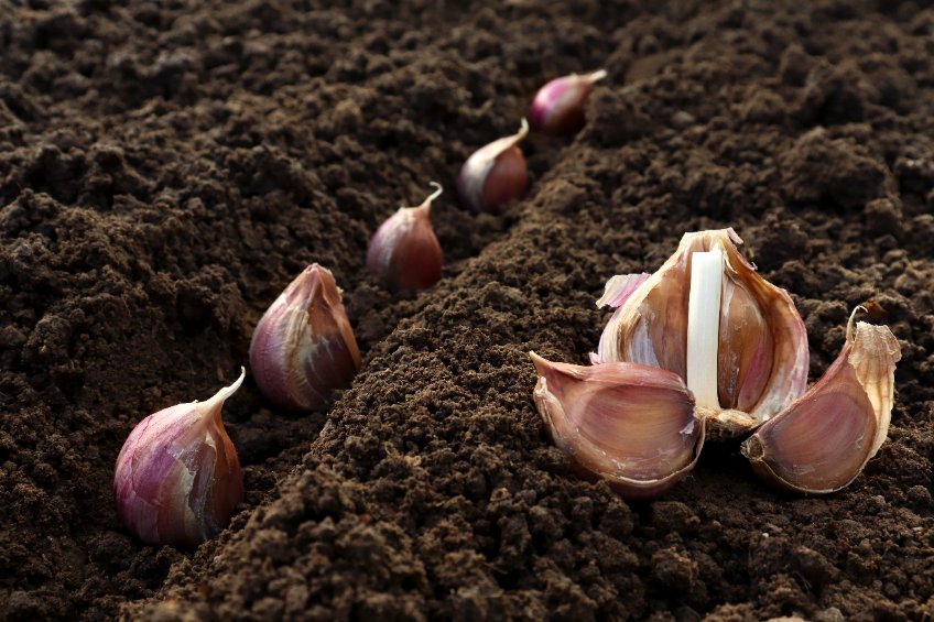 It’s garlic planting season in Alaska