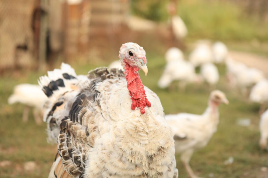 Why buy when you can grow? Tips for Turkeys in the Cold!